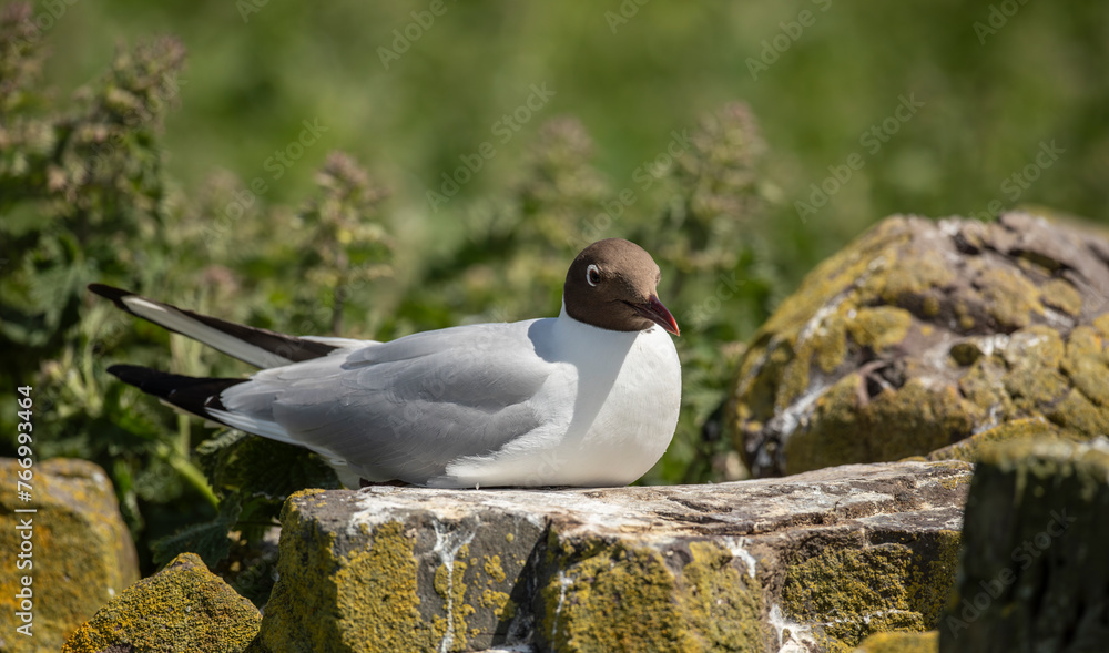 Black-headed gull or Chroicocephalus ridibundus, is a species of black-faced bird in the family Laridae Black-headed gull or Chroicocephalus ridibundus, is a species of black-faced bird in the family Laridae