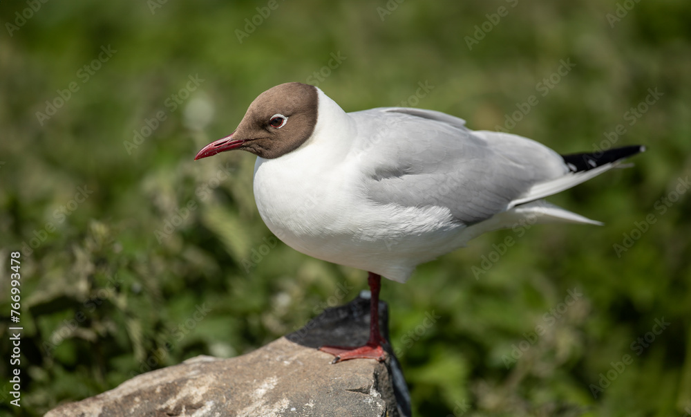 Obraz premium Black-headed gull or Chroicocephalus ridibundus, is a species of black-faced bird in the family Laridae