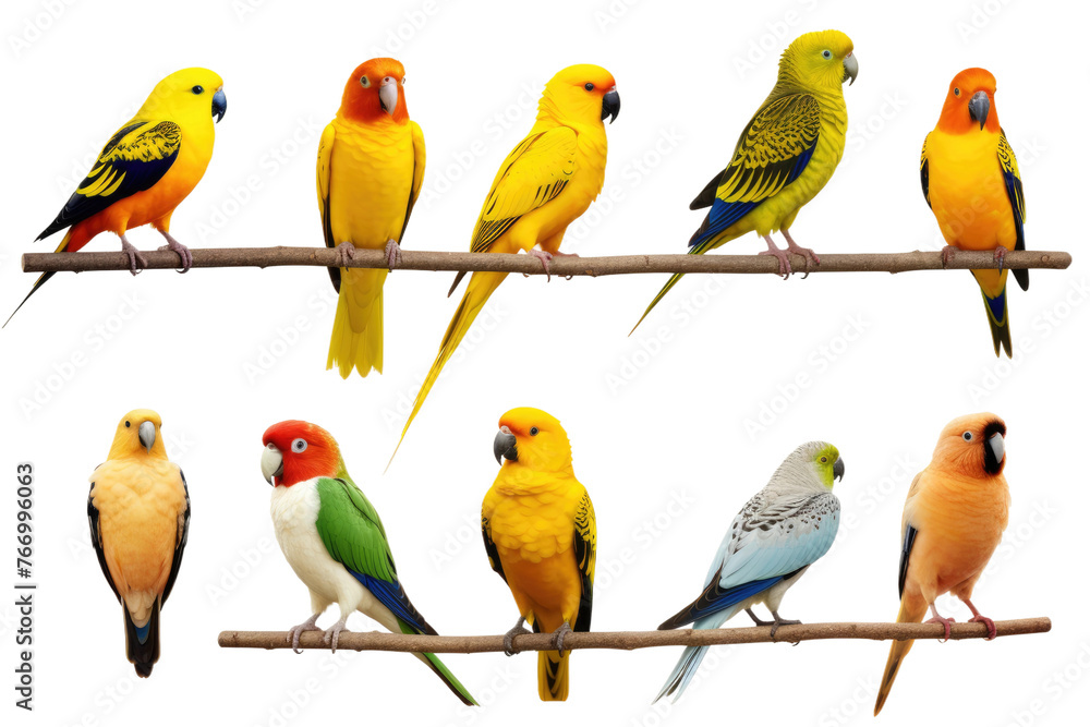 Fototapeta premium Colorful Birds Perched on a Branch. On a Clear PNG or White Background.