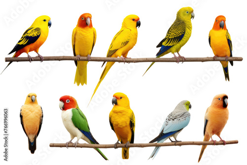 Colorful Birds Perched on a Branch. On a Clear PNG or White Background.