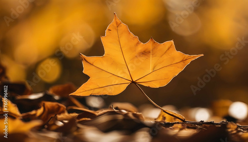  Defocused dry autumn leaves in nature  