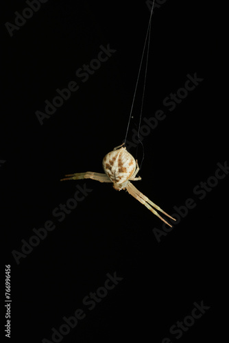 Details of a white crab spider hanging from its web on black background