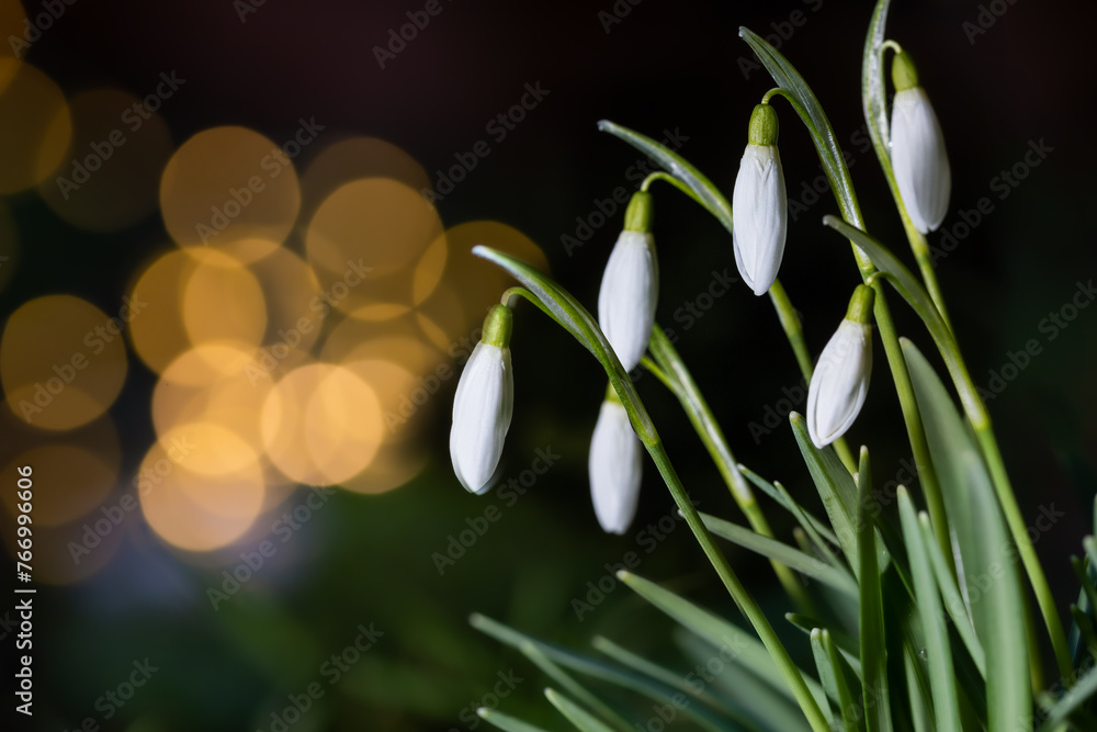 Fototapeta premium Schneeglöckchen