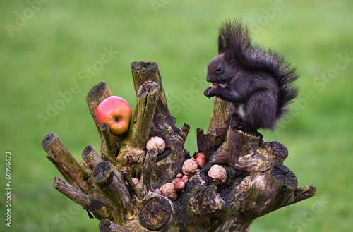 Eichhörnchen frisst Nüsse im Garten 