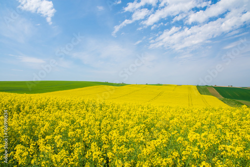 Spring field of yellow colza under a blue sky with white clouds