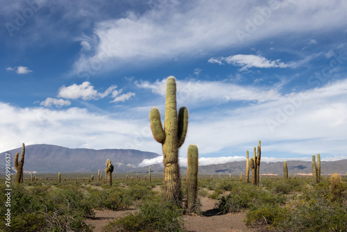 cactus in Los Cardones National Park, Salta, Argentina