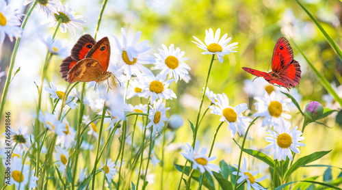 Summer meadow with butterflies and white daisies on sunny day; selective focus