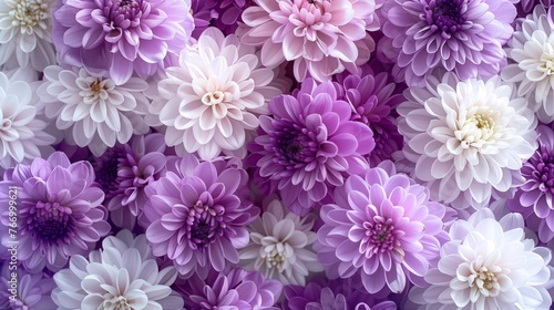 elegant arrangement of pink and purple chrysanthemums in bloom background pattern design wallpaper © pier