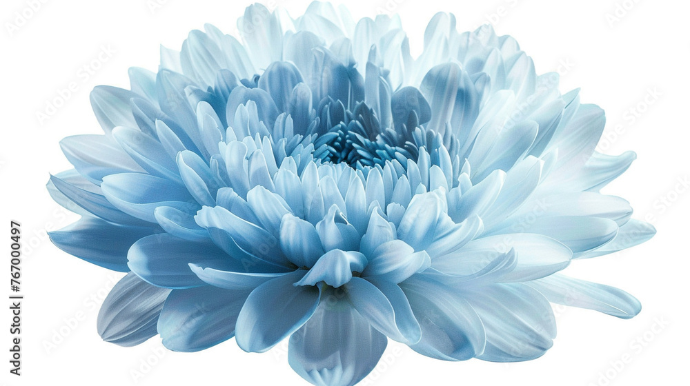 Closeup of a big shaggy light blue flower isolated on white with clipping path.