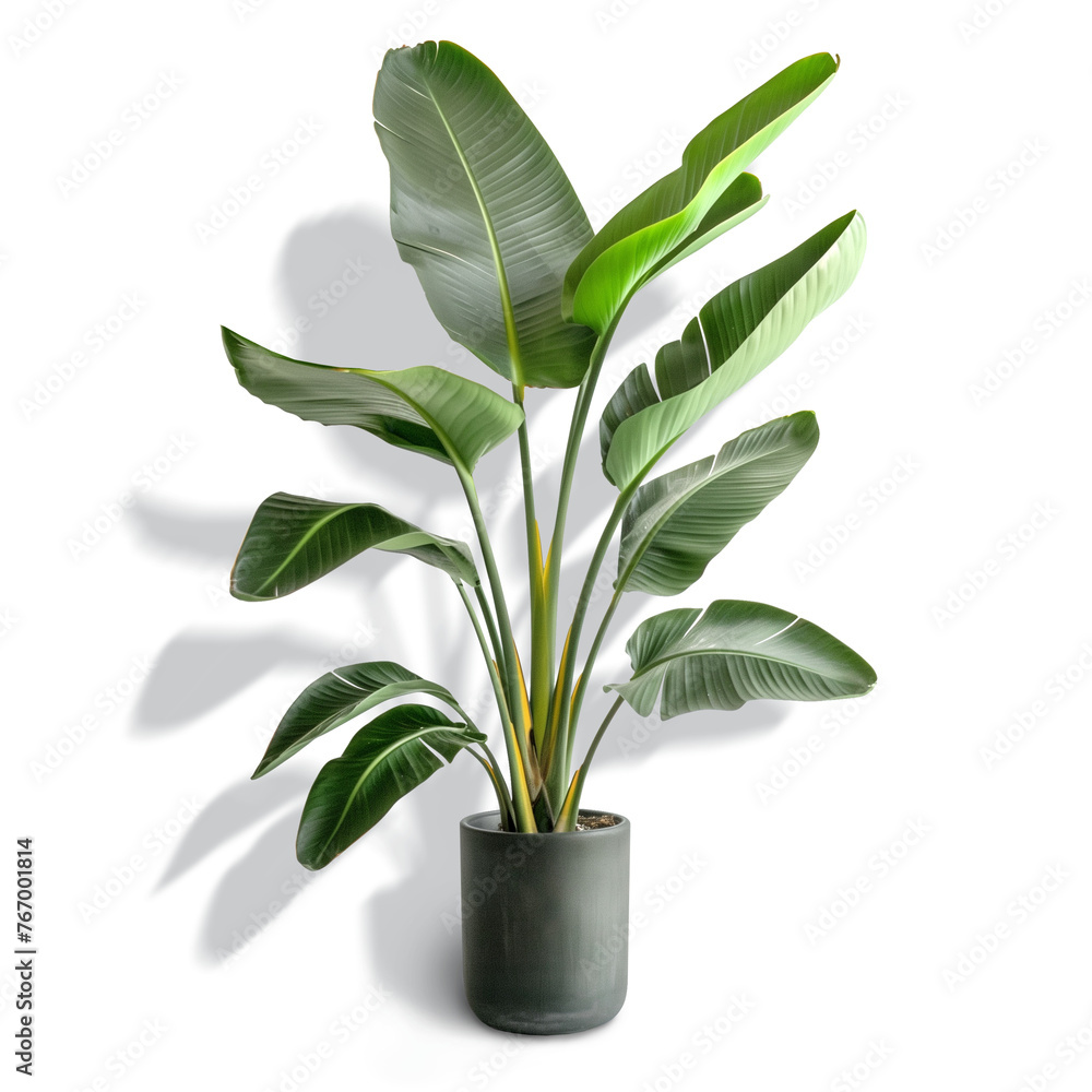 Strelitzia Plant, no background, png, with or without shadow Strelitzia Plant, no background, png, with or without shadow