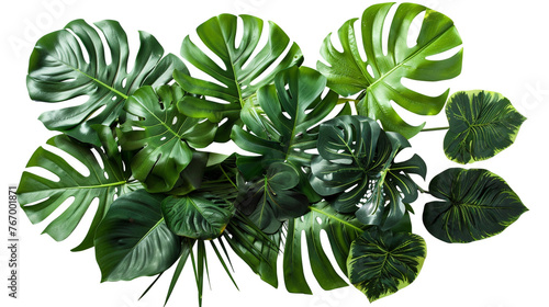 Exotic plant foliage isolated on white backdrop.