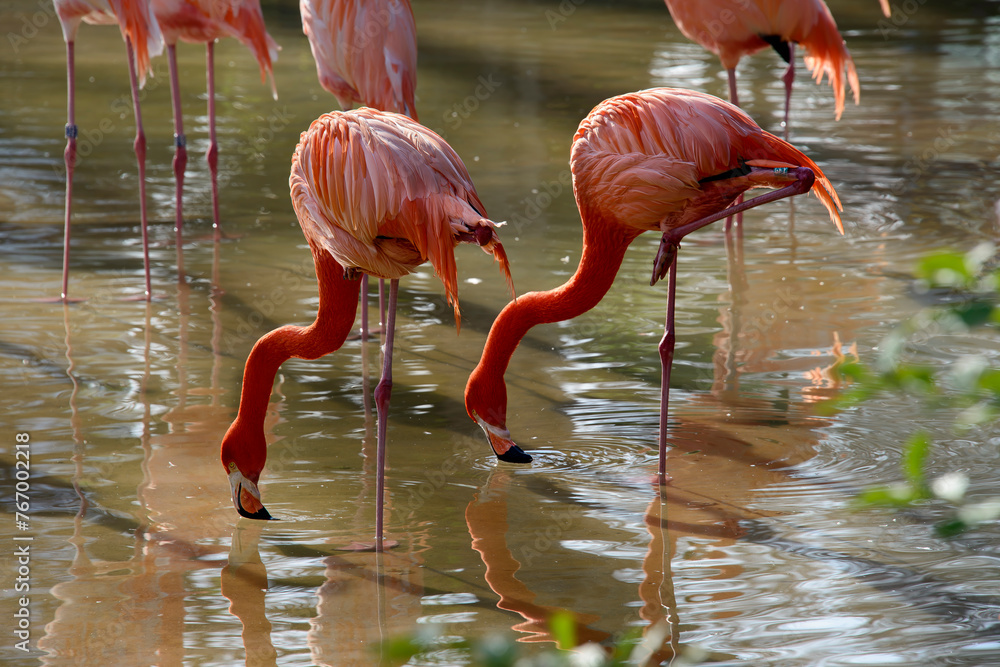 Europe, Spain, Barcelona, Lake with flamingos Europe, Spain, Barcelona, Lake with flamingos