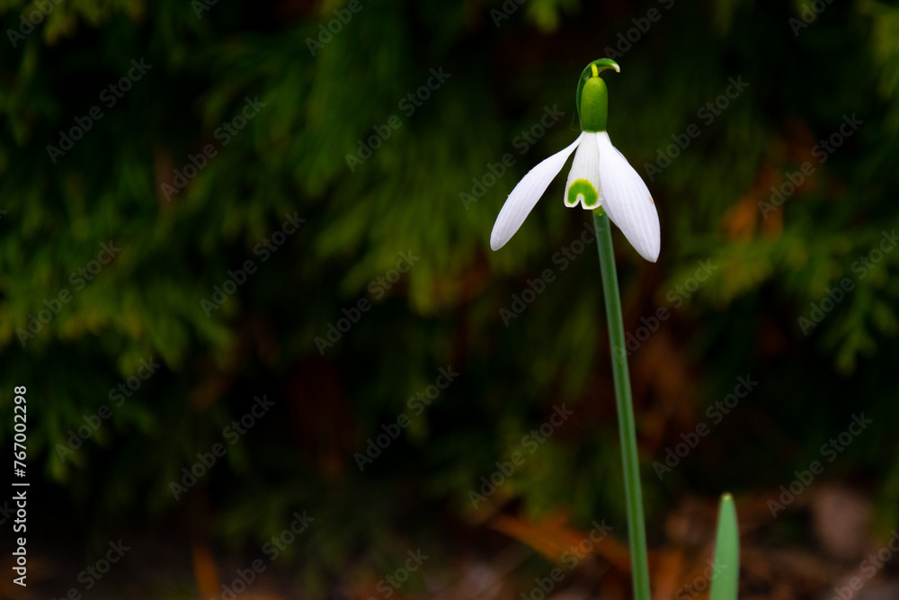 Galanthus nivalis. White snowdrops. Spring flowers
