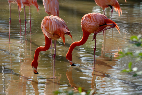 Europe  Spain  Barcelona  Lake with flamingos  