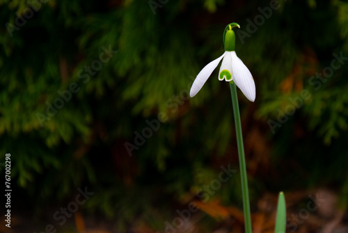 Obraz na płótnie Galanthus nivalis. White snowdrops. Spring flowers w salonie