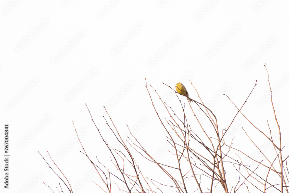 Emberiza citrinella. Yellowhammer on the tree. A breeding bird that lives in clearings