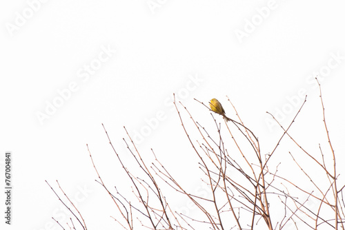 Obraz na płótnie Emberiza citrinella. Yellowhammer on the tree. A breeding bird that lives in clearings w salonie