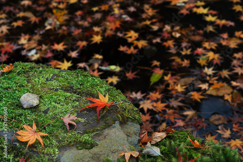 red leaves on rock photo
