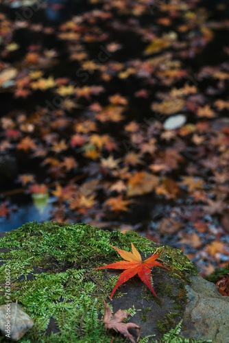 red leaves on rock photo