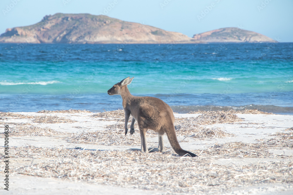 Kangaroo on White Australian Beach Kangaroo on White Australian Beach