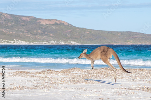 Kangaroo on White Australian Beach