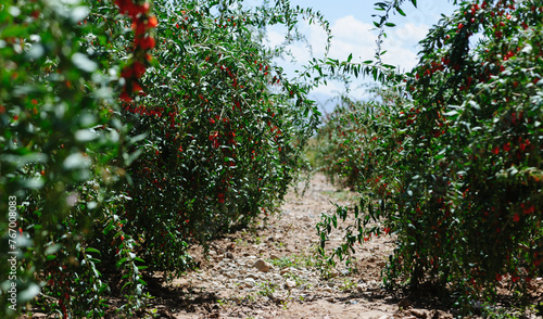 Goji berry fruits and plants in sunshine field photo