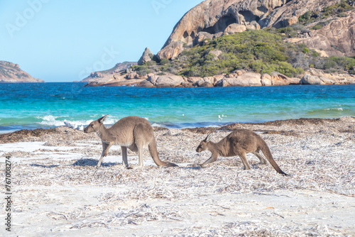 Kangaroo on White Australian Beach