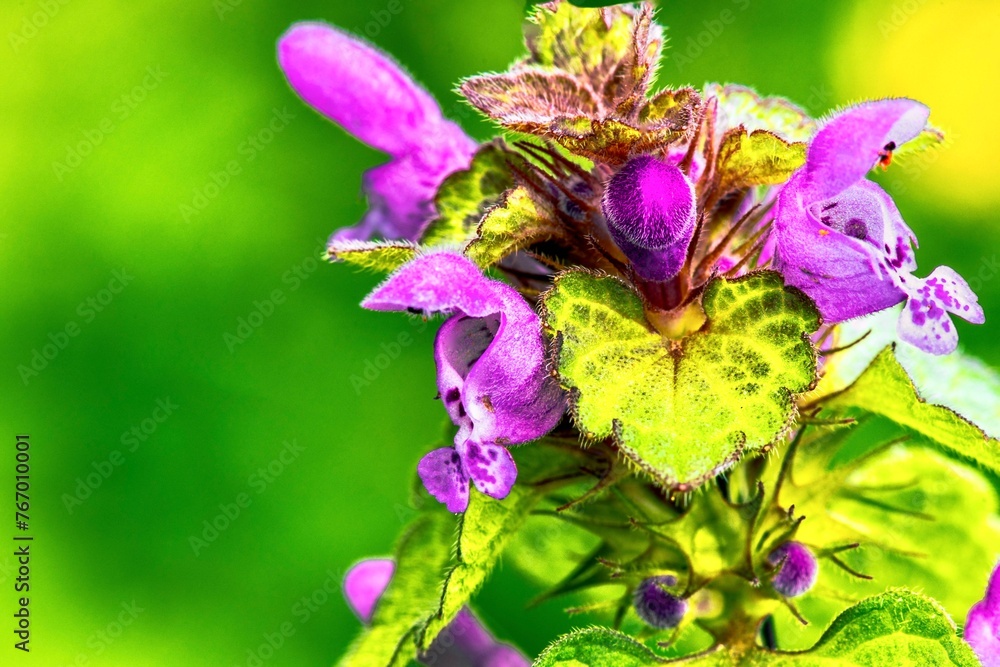 Close up of a dead nettle (Lamium purpureum)
