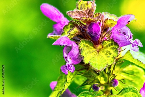 Obraz na płótnie Close up of a dead nettle (Lamium purpureum) w salonie