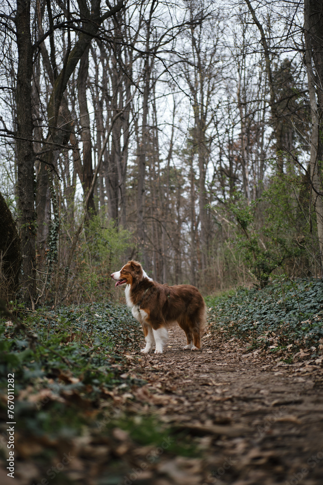 Brown dog walks in spring forest and poses standing on dirty path among trees. Charming Australian Shepherd red tricolor on a walk in park. Concept of pets in nature. Full-length side view portrait.