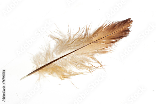 feather isolated on white