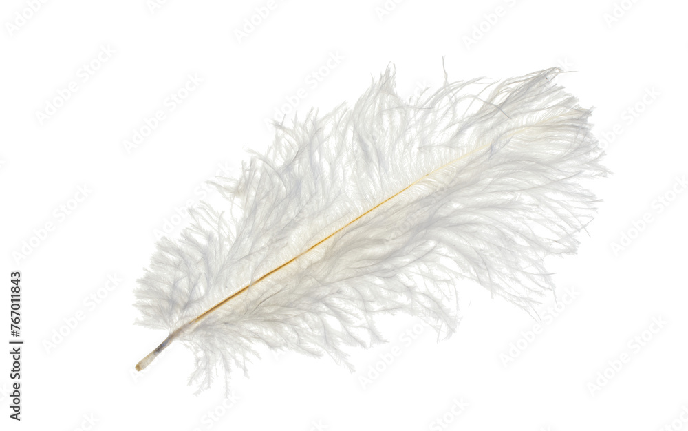 feather isolated on white