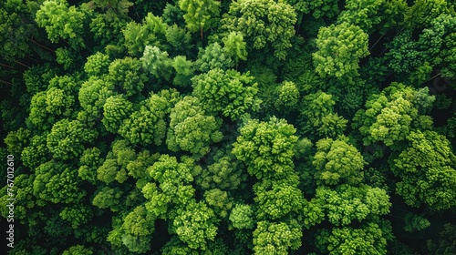 Summer Day Aerial View of Dense Forest - Earth's Natural Ecosystem - Drone Shot with Fresh Green Foliage and Woodland Texture 