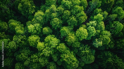 Sustainable Forest Landscape from Up High - Environmental Stewardship - Aerial Shot with Carbon Capture Trees and Clear Sky 