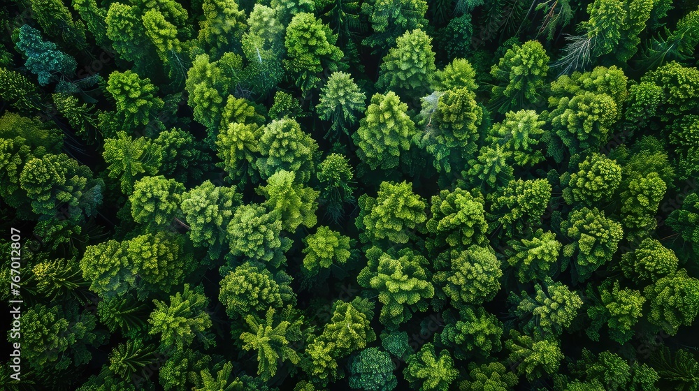 Aerial Perspective of Sustainable Forest - Emission Reduction and Environmental Care - Drone Shot with Mountain and Tree Pattern

