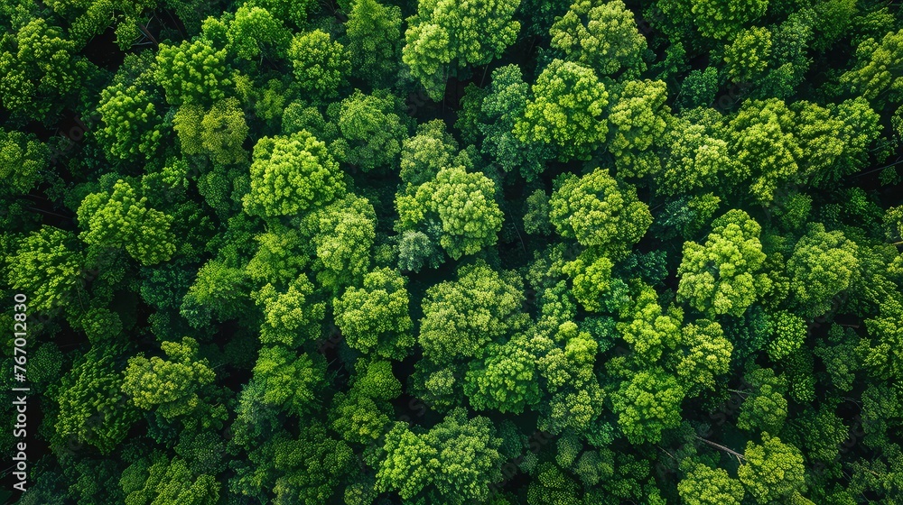 Summer Day Aerial View of Dense Forest - Earth's Natural Ecosystem - Drone Shot with Fresh Green Foliage and Woodland Texture
