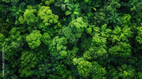 Top View of a Rainforest Landscape - Natural Carbon Neutrality - Aerial Shot with Lush Green Canopy and Sky Background 