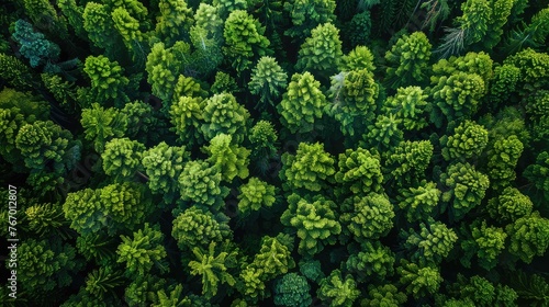 Aerial Perspective of Sustainable Forest - Emission Reduction and Environmental Care - Drone Shot with Mountain and Tree Pattern 
