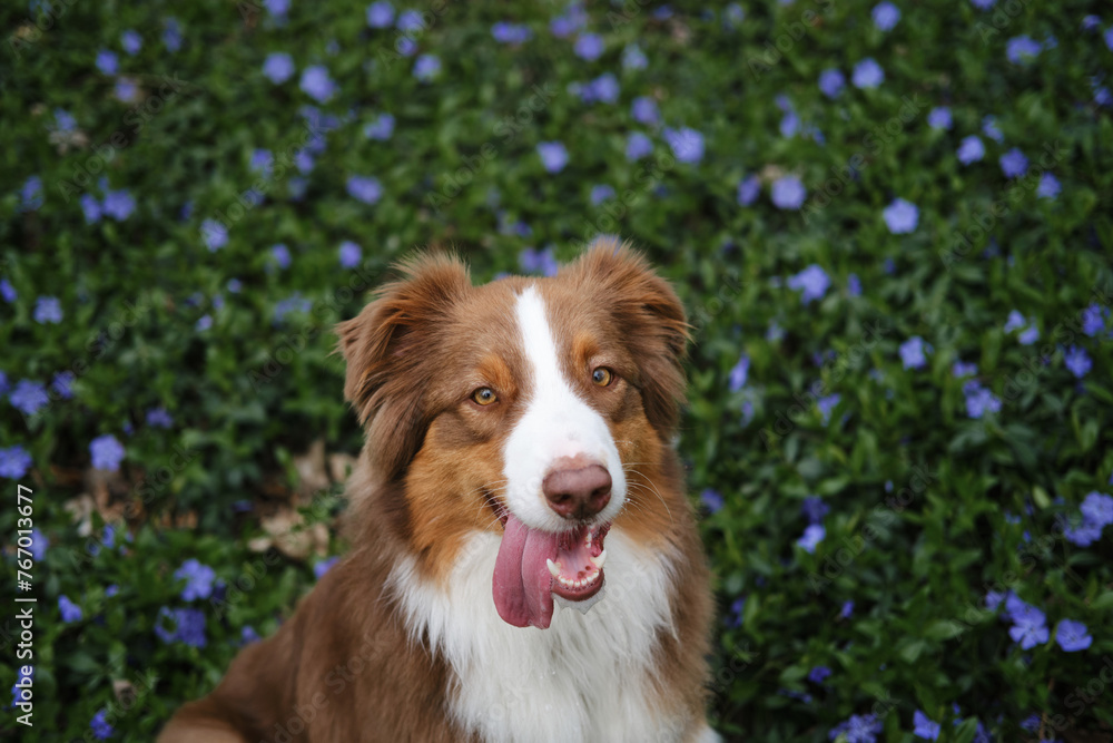 A brown dog is sitting in forest in clearing among spring blue flowers wild periwinkle. Happy Australian Shepherd on walk in park, portrait close-up view from above. Concept of pets in nature.