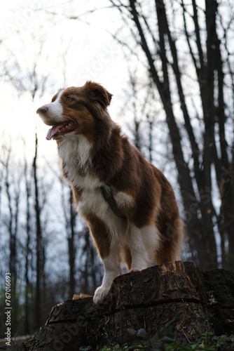 Fototapeta Naklejka Na Ścianę i Meble -  A happy fluffy brown dog walks in the spring forest and poses standing on a tree stump. Charming Australian Shepherd red tricolor on a walk in the park. The concept of pets in nature.
