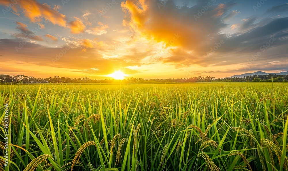 Rice farm with golden paddy fields and a sunset sky background Rice farm with golden paddy fields and a sunset sky background