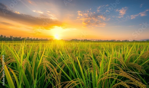 Rice farm with golden paddy fields and a sunset sky background