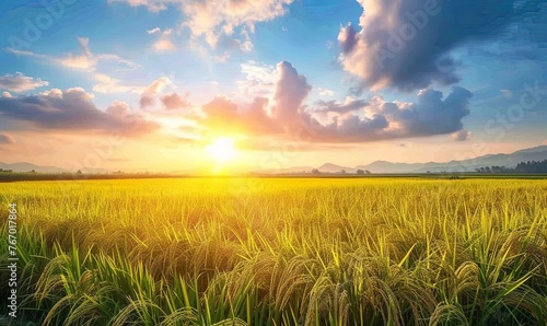 Rice farm with golden paddy fields and a sunset sky background