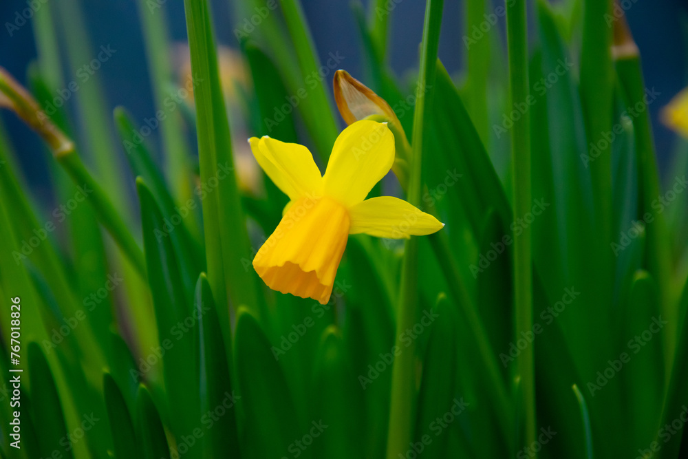 Yellow narcissus, daffodil. Beautiful spring flowers