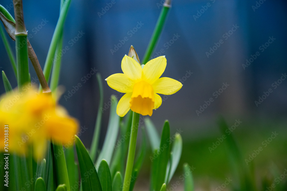 Yellow narcissus, daffodil. Beautiful spring flowers