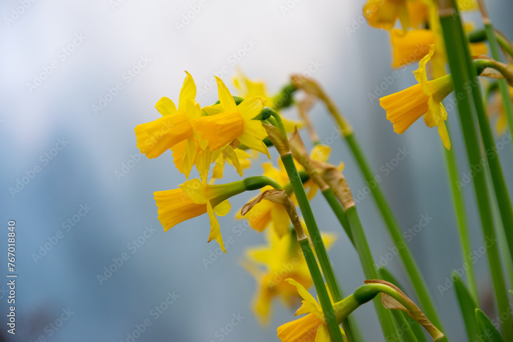 Yellow narcissus, daffodil. Beautiful spring flowers