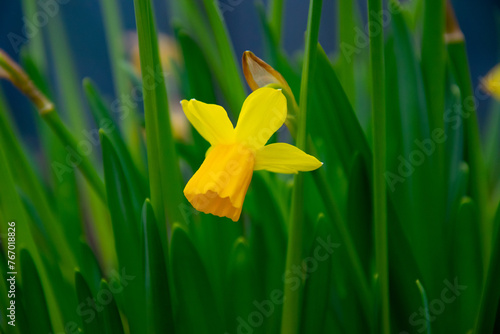 Obraz na płótnie Yellow narcissus, daffodil. Beautiful spring flowers w salonie