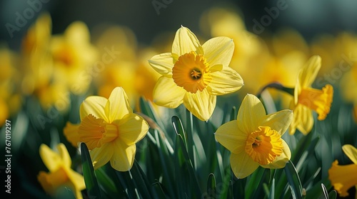 Field of Yellow Daffodils Under Cloudy Sky