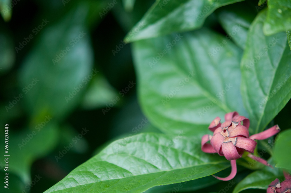Single Sweetshrub flower blossom and large green leaves Single Sweetshrub flower blossom and large green leaves