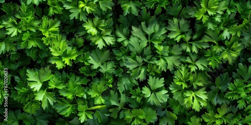 Organic Parsley Texture Close-up